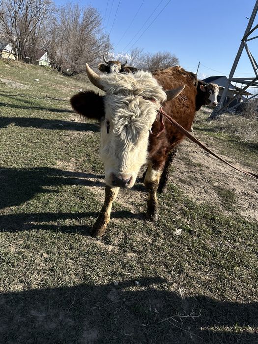 Обмен на жеребят, быку 2 года