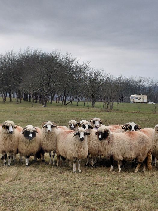 De vanzare oi miori si strămiori