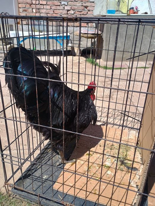 Cocos Australorp negru