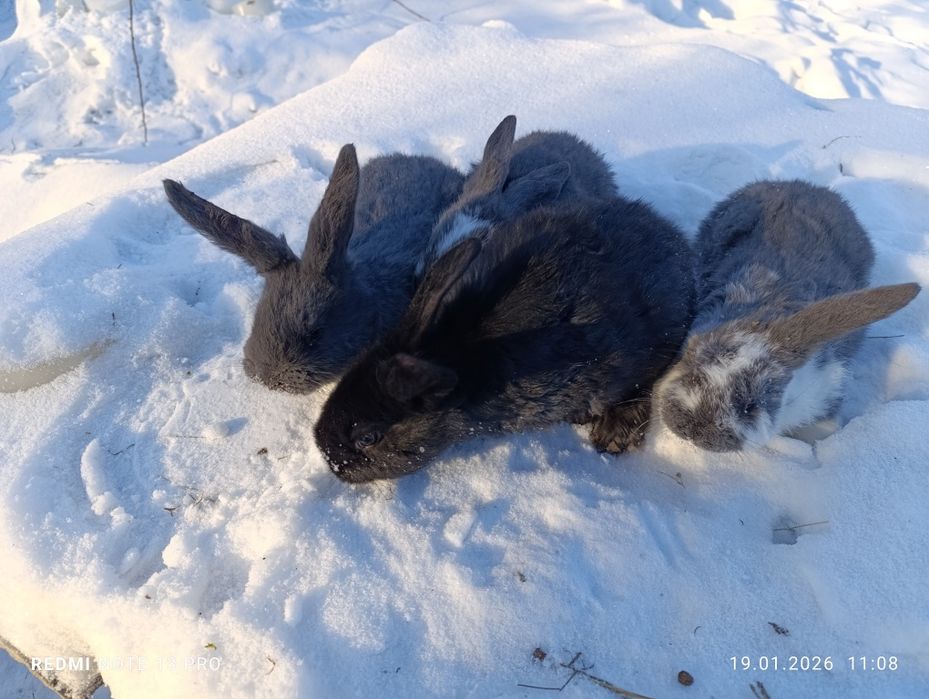Кролики баран+ строкач