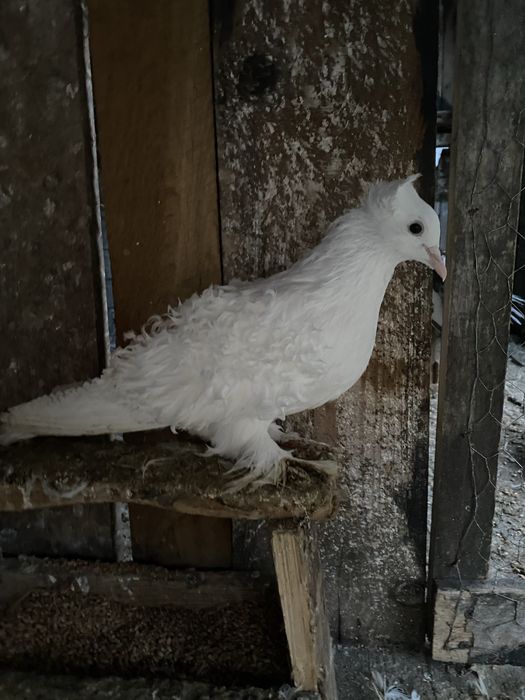 Pereche creti francezi