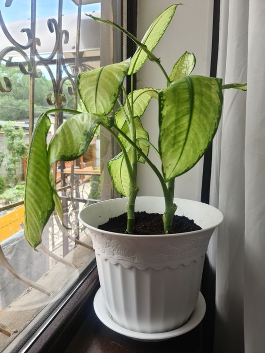 Продам домашние цветы