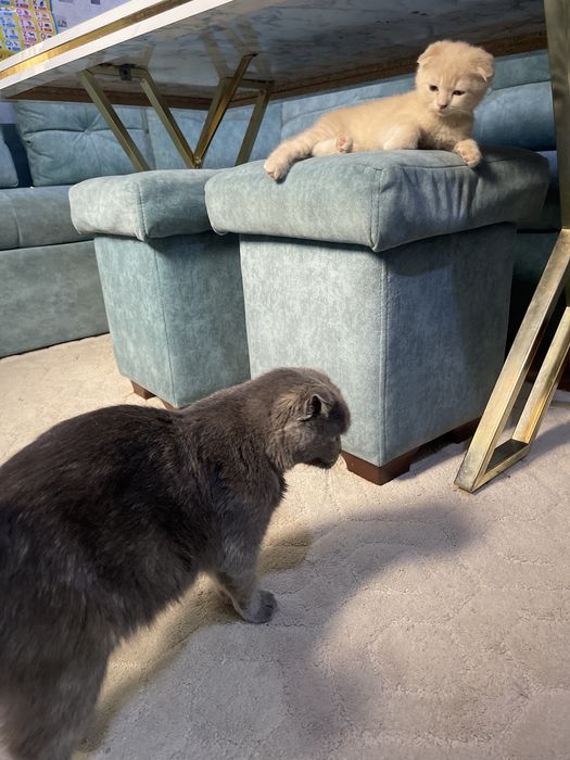 Scottish Fold gold золотистый