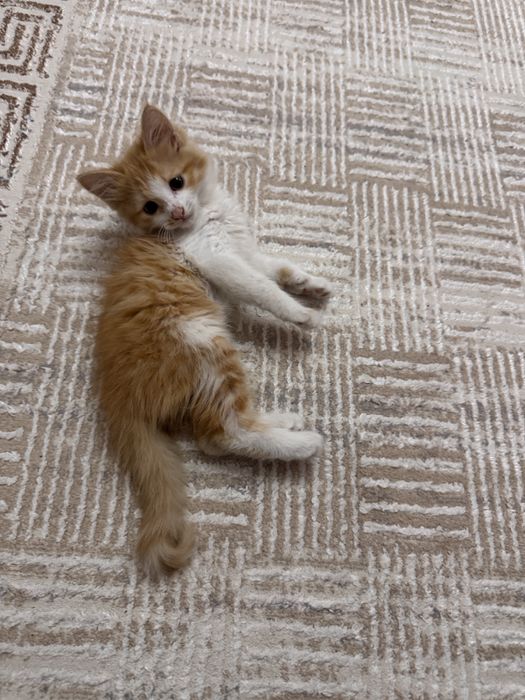 Отдаются котята в хорошие руки