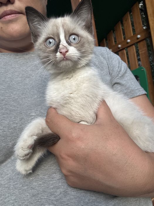 Милый котенок ищет дом