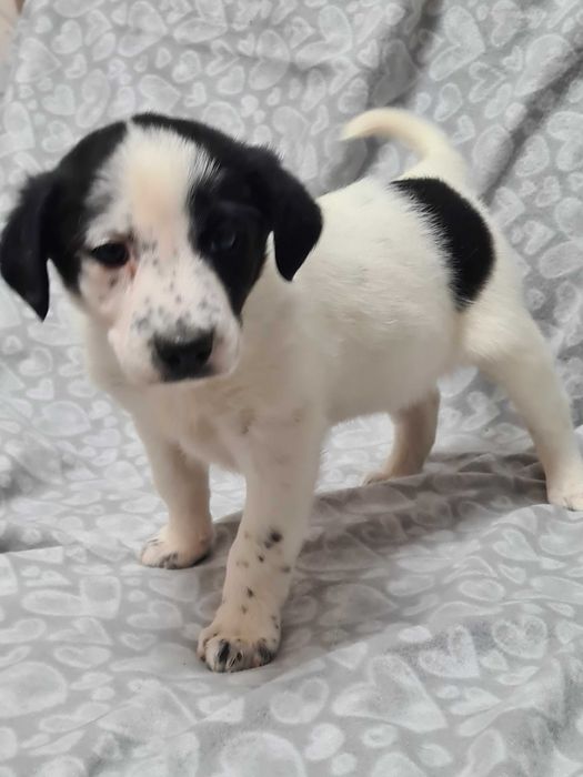 Отдам щенков в добрые руки