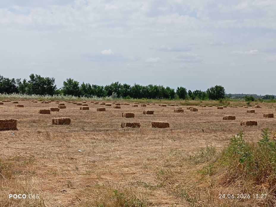 Жонышқа. Люцерна