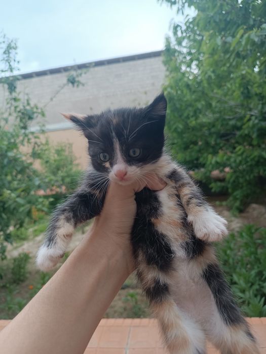 Отдаём Кошку и котят в хорошие руки