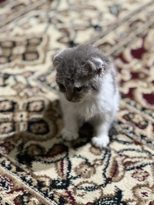 Mushuk zotdor toshkent