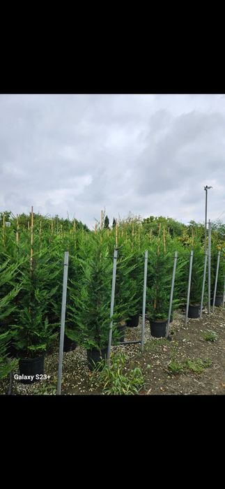 Vând leylandii de mai multe dimensiuni
