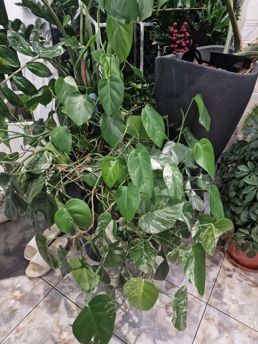 Комнатные растения