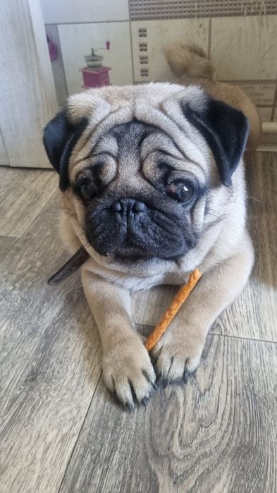 Продаются щенки мопса