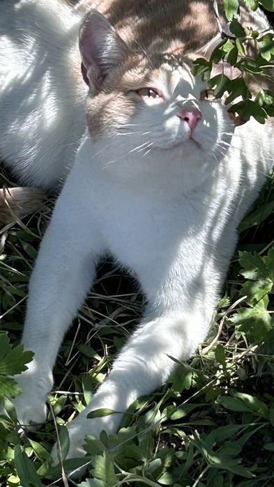 Отдам в добрые руки