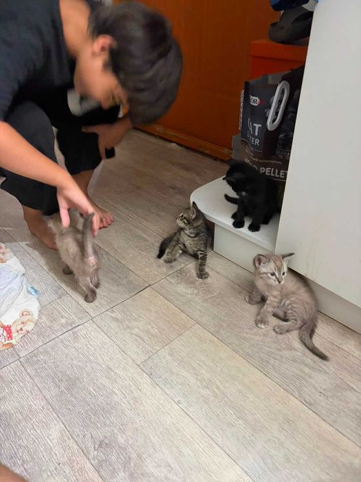 Котята, родились в начале июня