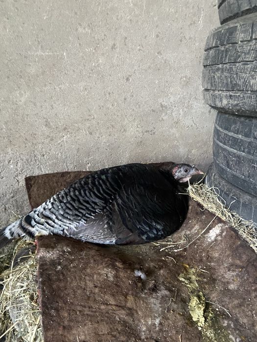 Күрік үндік.