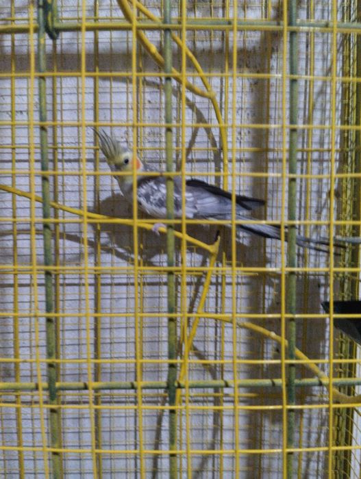 Попугай сатылады сеткасымен