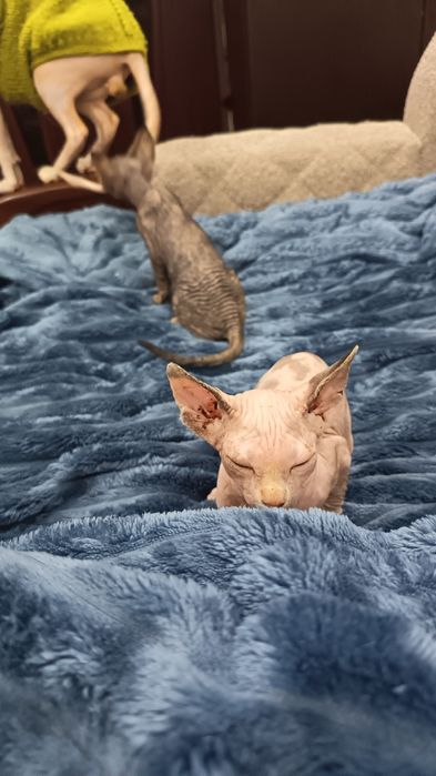 Котята сфинксы две девочки