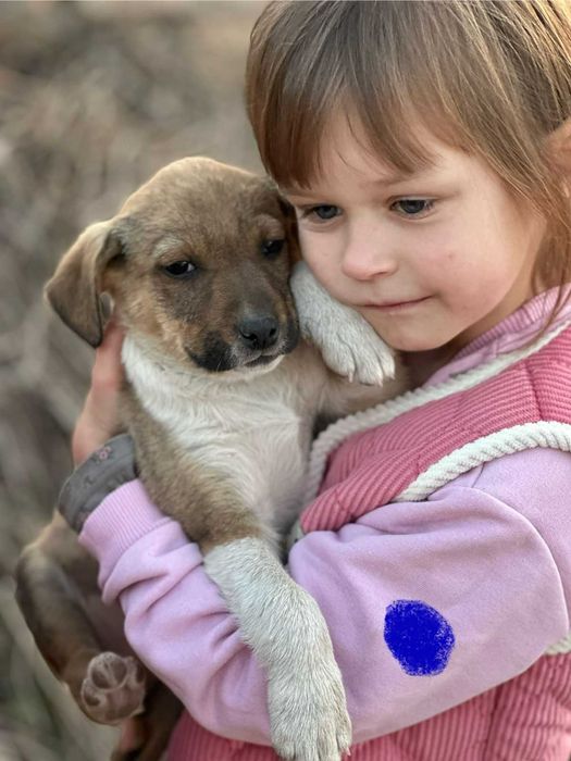 Щенки в добрые руки
