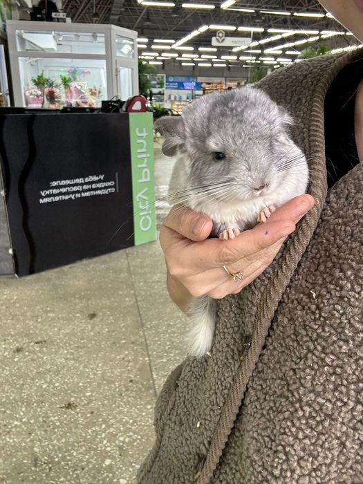 Шиншиллы малыши разных окрас