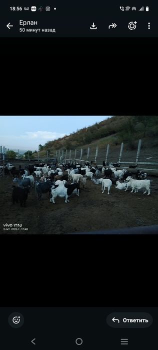 Продам жирных коз