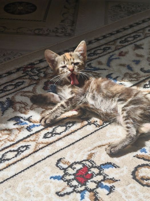 Котята в добрые руки (бесплатно)
