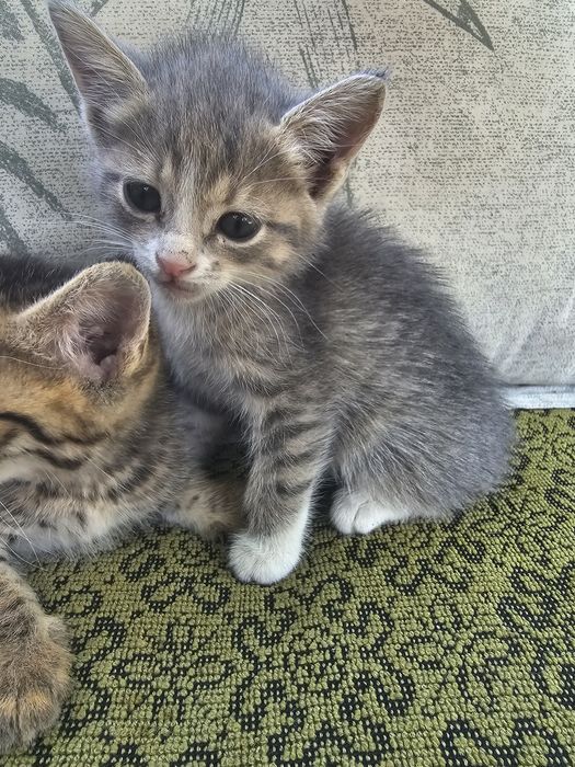 Отдам котят бесплатно