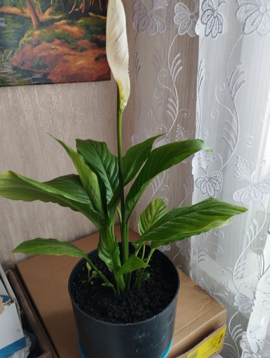 Продам спатифиллумы