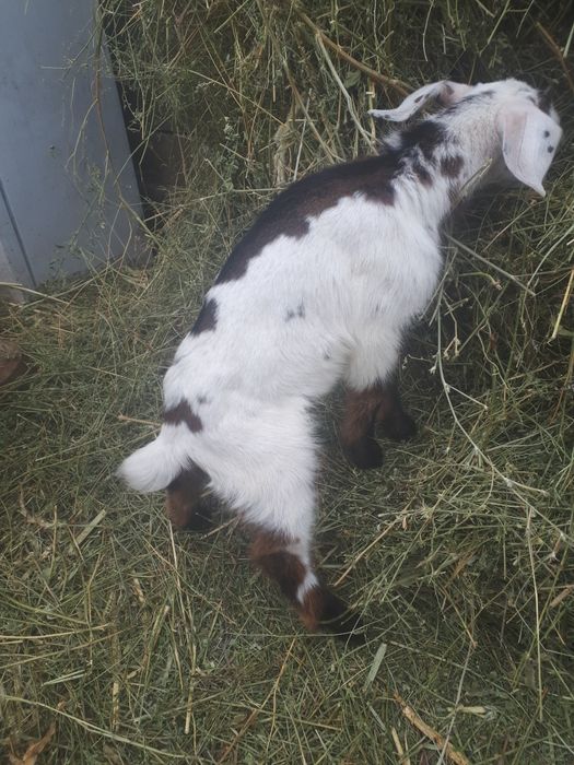 Козлята  Анло нубийские.