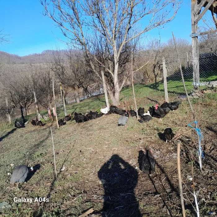 Ouă de găină de vânzare