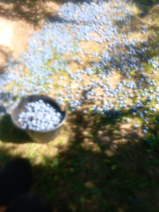 Prune pentru țuică!