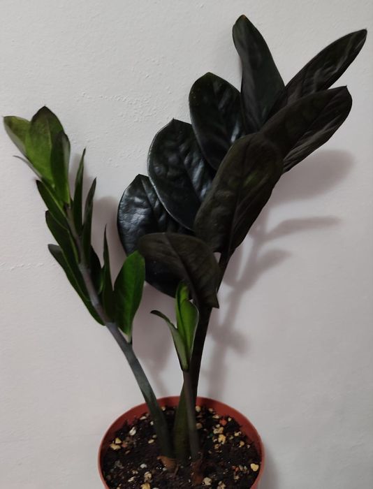 Замиокулькас Равен