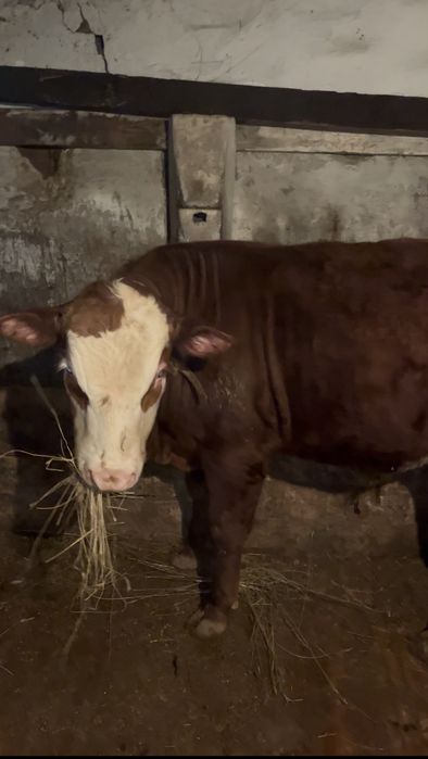 7 бас бұқа сатамын откорм.