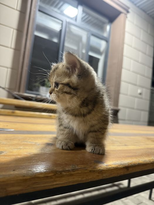 Котёнок в продаже остался один