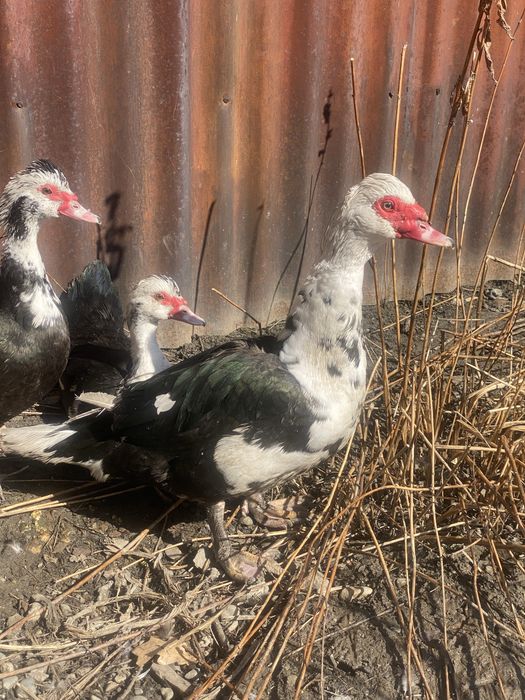 Продам индоутку