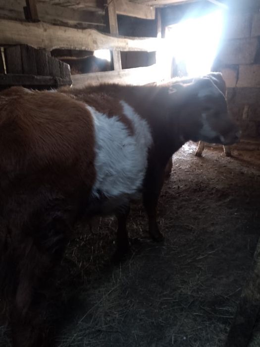 Продается бычки.