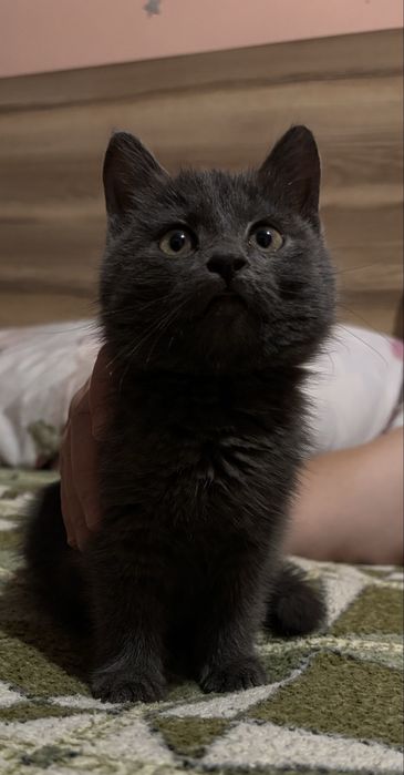 Кошечка британец