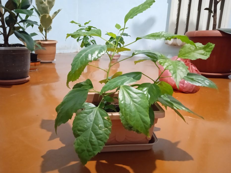 Гүлдер сатамыз/Продаем цветы