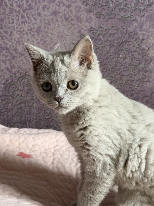 Продам котенка-девочку