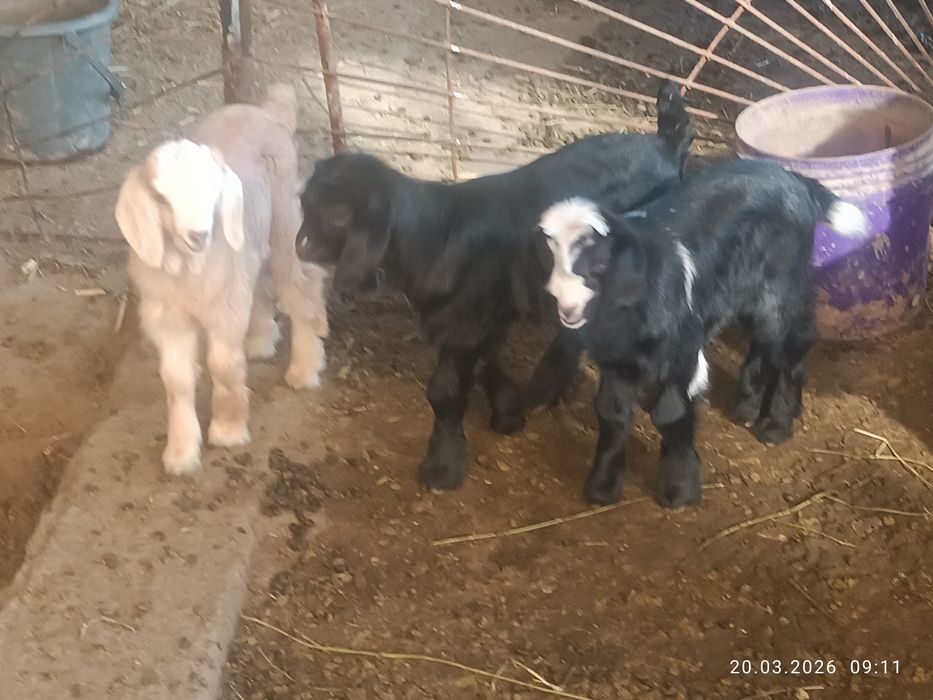 Она бола Эчкилар сотилади