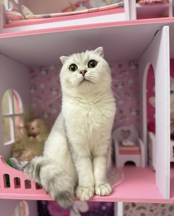 Шиншилы британские котята
