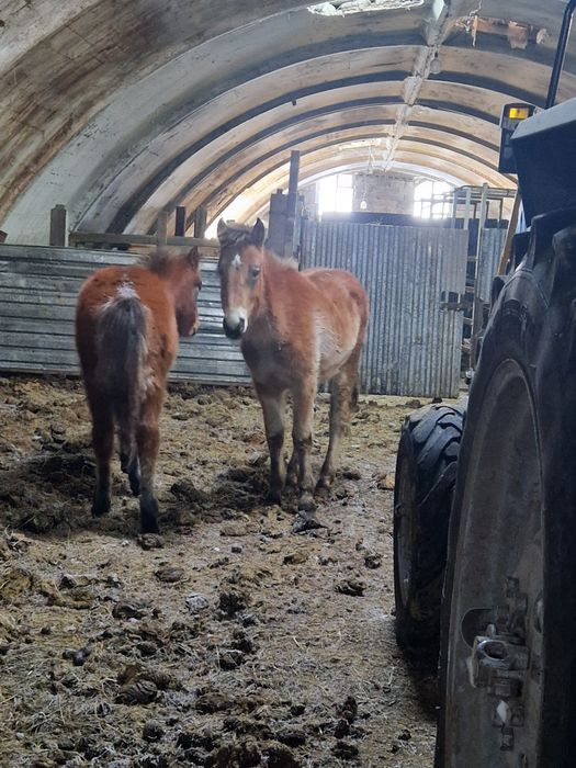 Продам 1 урхаши 2 ерке