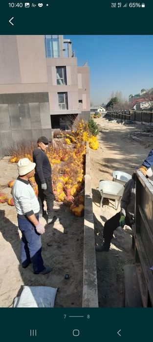 Деревья посадка пересадка