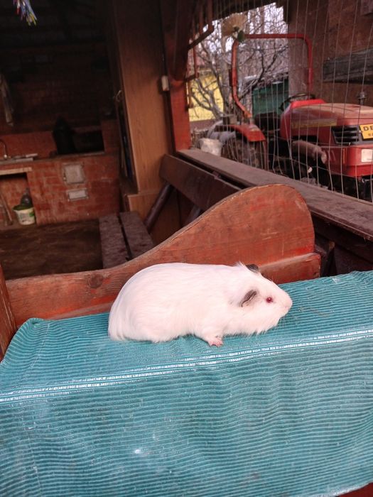 Pui de porcușori de Guineea