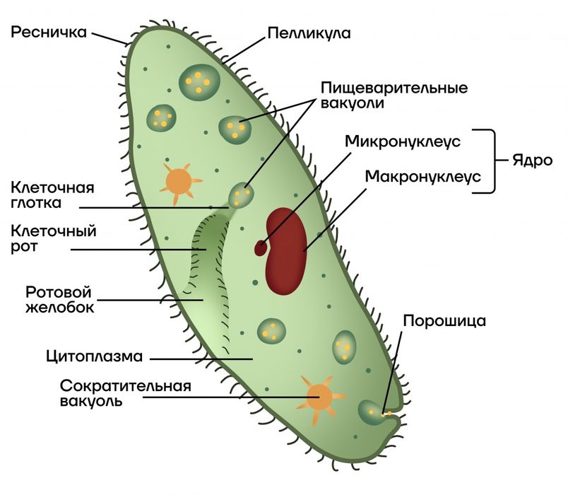 Репетитор биологии