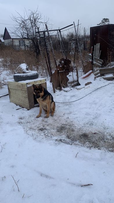 Овчарка немецская