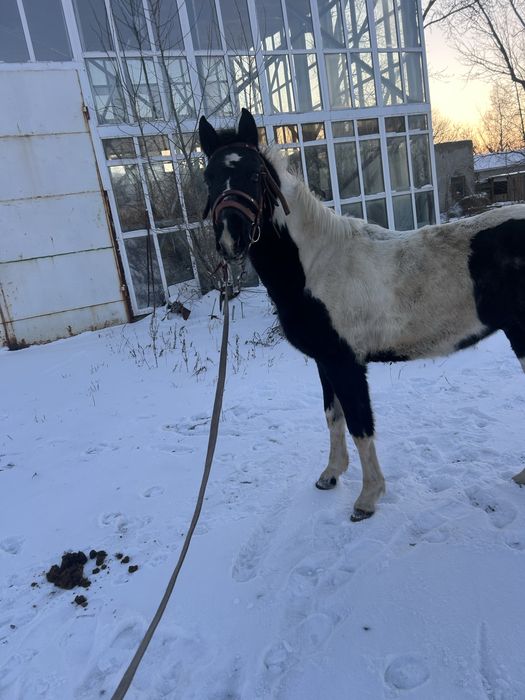 Продам 1.5 тай обученый