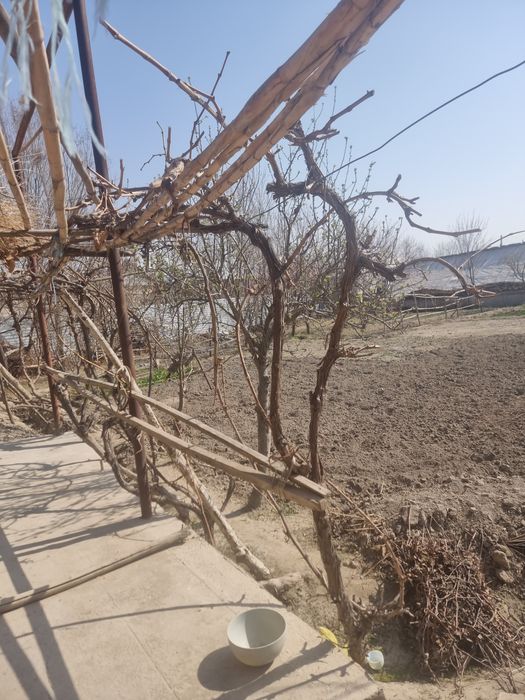 Ushot mfy. Uchaska yeri sotiladi sotiqi 4000$
so'tiqi 4000 dollordan 5