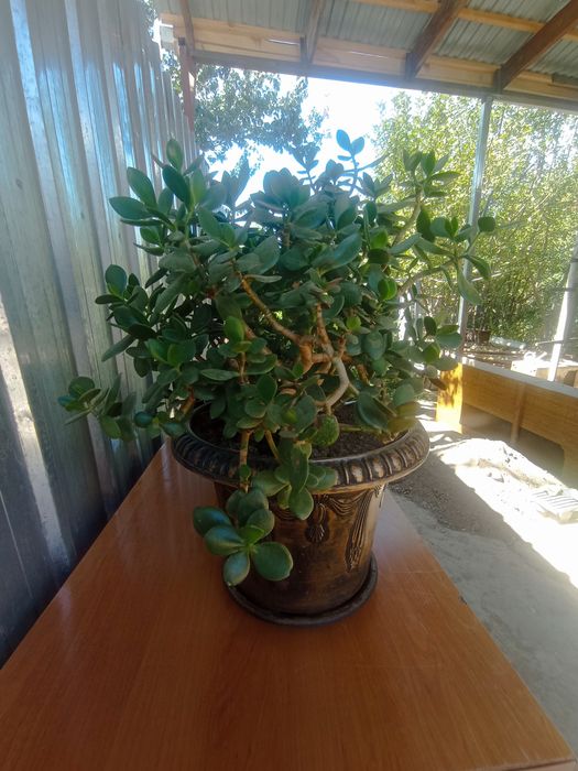 Цветы в больших горшках