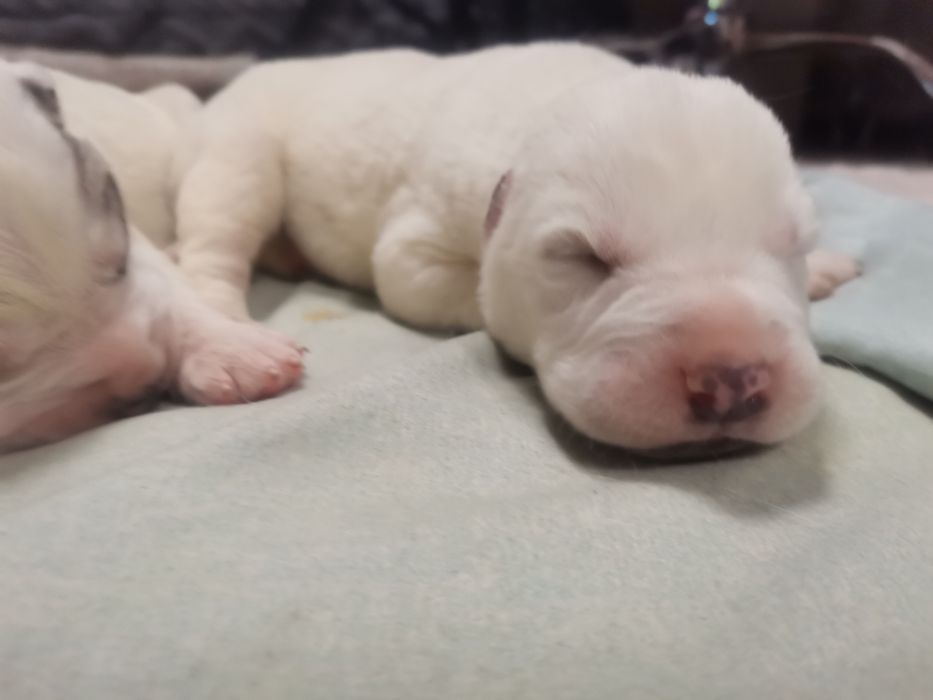 Щенки Алабайчики