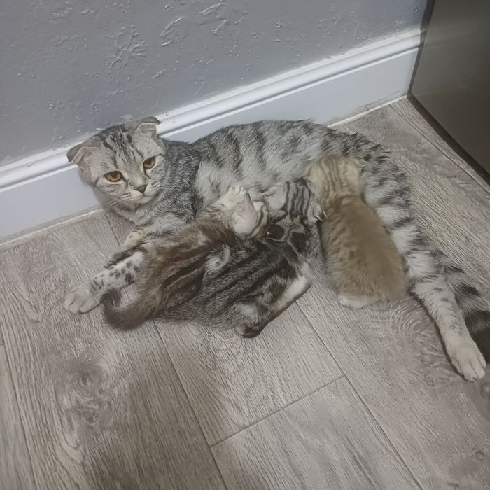 продам котят шотландских